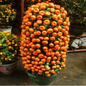 İthal Bodur Mandalina Ağacı Tohumu Ekim Seti 3 Tohum +Saksı+Topra - 1