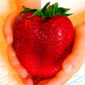 Dev Çilek Tohumu Çilek Tohumu Ekim Seti 10 Tohum + Saksı + Toprak thumbnail 3