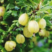 Tropikal Bektaş Üzümü Tohumu Ekim Seti Frenk Üzümü Tohumu 5 Tohum - 2