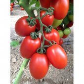 İthal Yumurta Domates Tohumu Ekim Seti 5 Tohum +Saksı+Toprak - 3