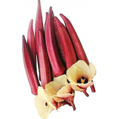 Saksılık Kırmızı Bamya Tohumu Ekim Seti 5 Tohum + Saksı + Toprak - 1