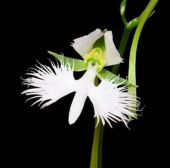 Japon Radiata Orkide Çiçeği Tohumu Ekim Seti 5 Tohum +Saksı+Topra - 2