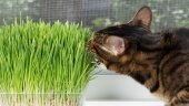 İthal Kedi Çimi Tohumu Ekim Seti 30 Gram Tohum +Saksı+Toprak - 3
