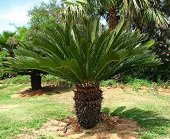 Cycas Tohumu Ekim Seti 3 Tohum Sikas Tohumu +Saksı+Toprak+Süpriz - 3