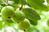 Psidium Guava Meyvesi Tohumu Ekim Seti 3 Tohum +Saksı+Toprak - 2