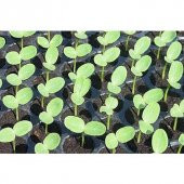 70 Li Plastik Viyol Çimlendirme Viyolü + Süpriz Hediye Tohum - 3