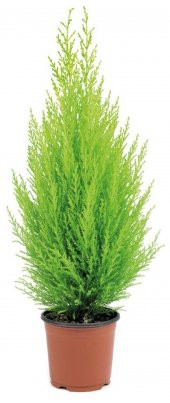 Limon Servi Bonzai Ağacı Tohumu Ekim Seti 5 Tohum +Saksı - 3