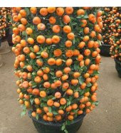 İthal Bodur Mandalina Ağacı Tohumu Ekim Seti 3 Tohum +Saksı+Topra - 2