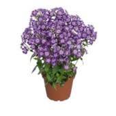 Phlox Çiçeği Tohumu Ekim Seti 5 Tohum +Saksı+Toprak+Süpriz - 1