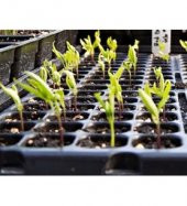 70 Li Plastik Viyol Çimlendirme Viyolü + Süpriz Hediye Tohum - 4