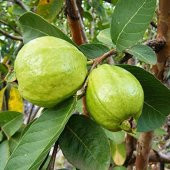 Psidium Guava Meyvesi Tohumu Ekim Seti 3 Tohum +Saksı+Toprak - 3