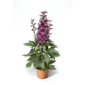 Karışık Hezaren Çiçeği Tohumu Ekim Seti 5 Tohum +Saksı+Toprak - 1