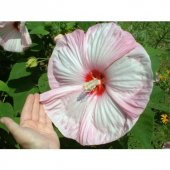 Dev Hibiscus Çiçeği Tohumu Ekim Seti 5 Tohum +Saksı+Toprak - 4
