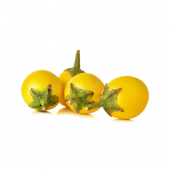 Nadir Thailand Sarı Patlıcan Tohumu Ekim Seti 5 Tohum +Saksı+Topr - 1