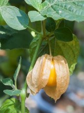 Altın Çilek Tohumu Ekim Seti 5 Tohum + Saksı + Toprak + Süpriz thumbnail 4