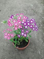 Phlox Çiçeği Tohumu Ekim Seti 5 Tohum +Saksı+Toprak+Süpriz - 2