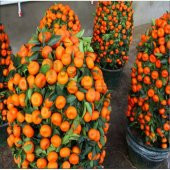 İthal Bodur Mandalina Ağacı Tohumu Ekim Seti 3 Tohum +Saksı+Topra - 3