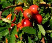 Kuşburnu Tohumu Tohumu Ekim Seti 5 Tohum + Saksı + Toprak - 5