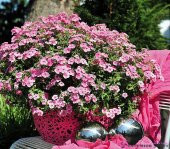 Phlox Çiçeği Tohumu Ekim Seti 5 Tohum +Saksı+Toprak+Süpriz - 3