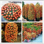 İthal Bodur Mandalina Ağacı Tohumu Ekim Seti 3 Tohum +Saksı+Topra - 4