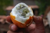 Tropikal Granadilla Meyvesi Tohumu Ekim Seti 3 Tohum +Saksı+Topra - 2