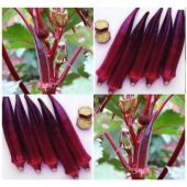 Saksılık Kırmızı Bamya Tohumu Ekim Seti 5 Tohum + Saksı + Toprak - 4