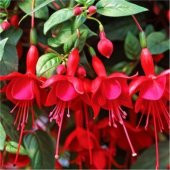 Kırmızı Küpeli Çiçeği Tohumu Ekim Seti 5 Tohum + Saksı + Toprak thumbnail 1