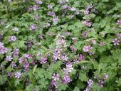 Ebegömeci Tohumu Ekim Seti 10 Tohum Ebe Gömeci +Saksı+Toprak - 3