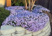 Phlox Çiçeği Tohumu Ekim Seti 5 Tohum +Saksı+Toprak+Süpriz - 4