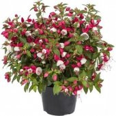 Beyaz Küpeli Çiçeği Tohumu Ekim Seti 5 Tohum + Saksı+Toprak+Süpri thumbnail 1