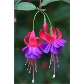 Mor Küpeli Çiçeği Tohumu 5 Tohum Çiçek Tohumu + Süpriz Hediye Toh - 2