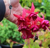 Kırmızı Küpeli Çiçeği Tohumu Ekim Seti 5 Tohum + Saksı + Toprak thumbnail 2