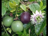 Tropikal Tutku Meyvesi Tohumu Ekim Seti 3 Tohum +Saksı+Toprak thumbnail 3