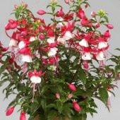 Beyaz Küpeli Çiçeği Tohumu Ekim Seti 5 Tohum + Saksı+Toprak+Süpri thumbnail 2