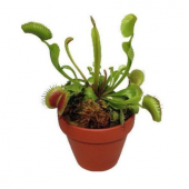Venüs Fly Trap Etobut Tohumu 5 Tohum Venüs Fly Etçil Sinek Kapan - 1