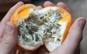 Tropikal Granadilla Meyvesi Tohumu Ekim Seti 3 Tohum +Saksı+Topra - 4