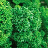 İthal Kıvırcık Maydonoz Tohumu Ekim Seti 100 Tohum + Saksı+Topra thumbnail 2