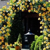 Sarı Sarmaşık Gül Tohumu 5 Tohum Sarmaşık Gülü Tohumu + Süpriz He - 1