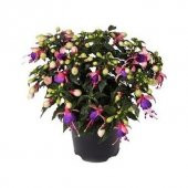 Mor Küpeli Çiçeği Tohumu 5 Tohum Çiçek Tohumu + Süpriz Hediye Toh - 4