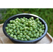 İthal Nadir Üzüm Patlıcan Tohumu Ekim Seti 5 Tohum + Saksı + Topr - 4