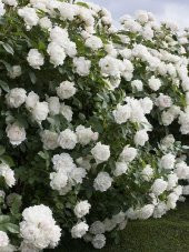 Beyaz Sarmaşık Gül Tohumu 5 Tohum Sarmaşık Gülü Tohumu + Süpriz - 2
