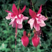 Pembe Küpeli Çiçeği Tohumu Ekim Seti 5 Tohum +Saksı+Toprak+Süpriz thumbnail 3