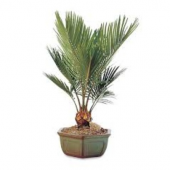 İthal Palmiye Bonzai Ağacı Tohumu Ekim Seti 3 Tohum +Saksı+Toprak - 2