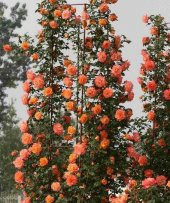 Turuncu Sarmaşık Gül Tohumu 5 Tohum Sarmaşık Gülü Tohumu + Süpriz - 2