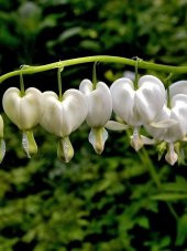 Beyaz Dicentra Çiçeği Tohumu Ekim Seti 5 Tohum + Saksı + Toprak - 2