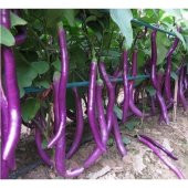 İthal Dev Kemer Patlıcan Tohumu Ekim Seti 5 Tohum +Saksı+Toprak thumbnail 3