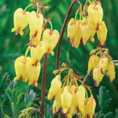 Sarı Dicentra Çiçeği Tohumu Ekim Seti 5 Tohum + Saksı + Toprak - 2