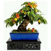 Şeftali Bonzai Ağacı Tohumu 1 Tohum + Süpriz Hediye Bonsai Tohumu - 1