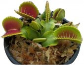 Venüs Fly Trap Etobut Tohumu 5 Tohum Venüs Fly Etçil Sinek Kapan - 3