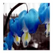 Mavi Kanayan Kalpler Dicentra Çiçeği Tohumu 5 Tohum + Hediye thumbnail 3